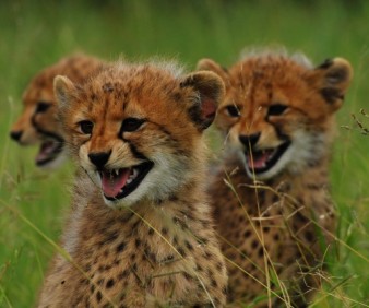 Luxury group tours to Zimbabwe and South Africa